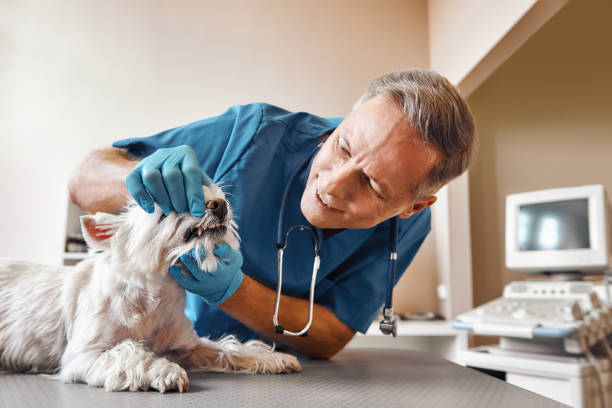 Best Emergency Wisdom Tooth Extraction in Buckeystown, MD